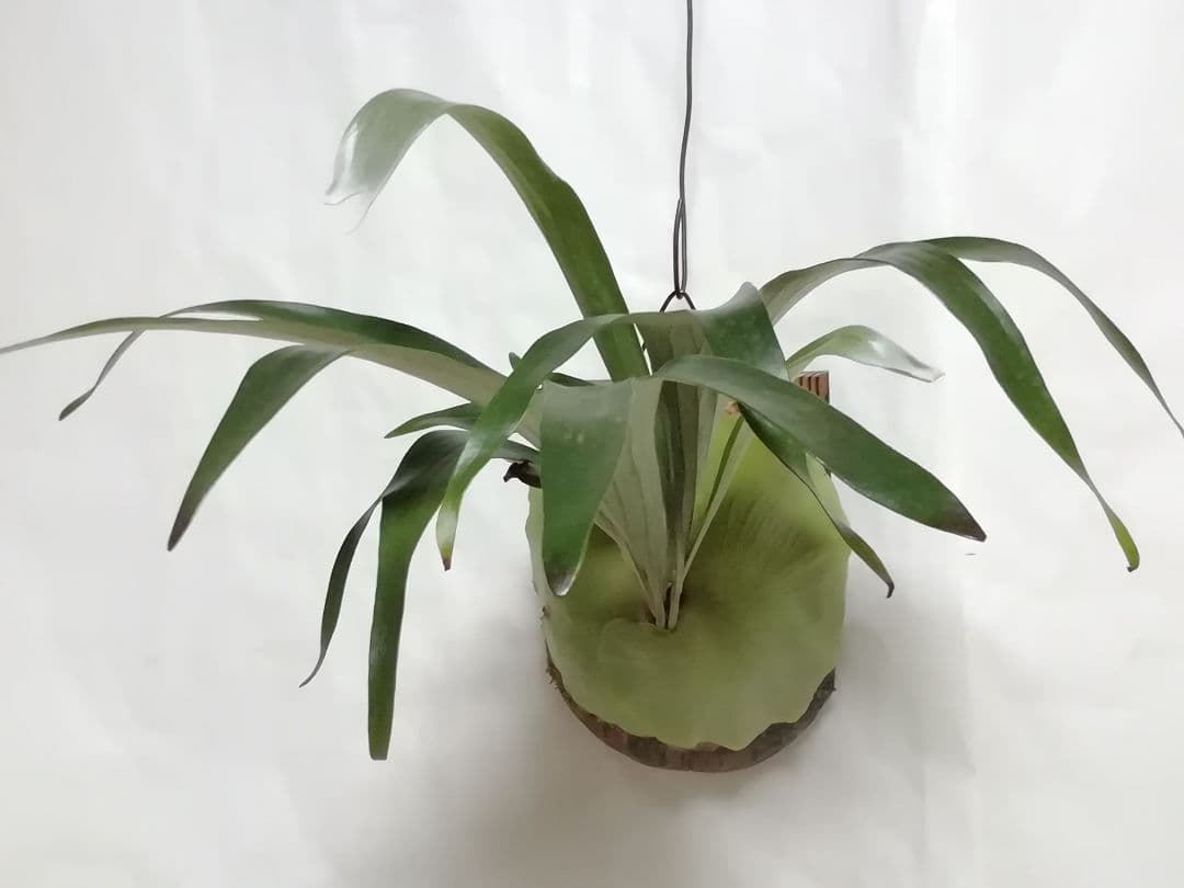 help help helpビカクシダ　希少なビフルカッム