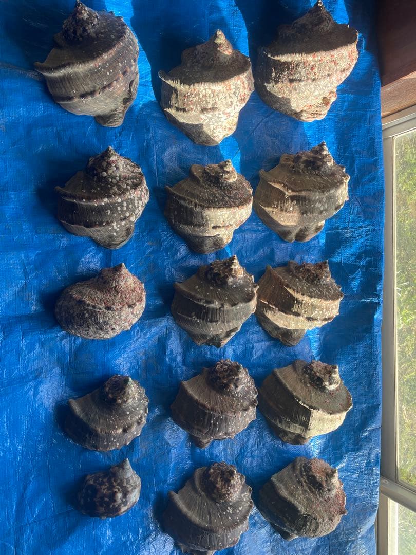 夜光貝　15個　9.2キロ