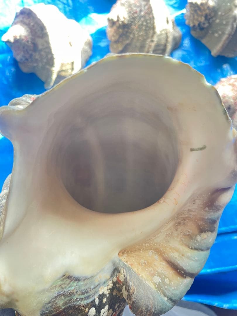 夜光貝　15個　9.2キロ