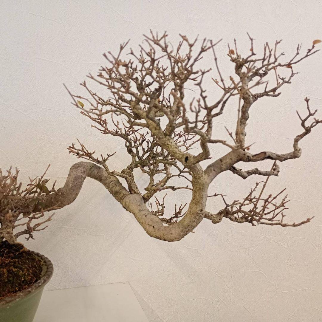 盆栽 イボタ（鉢は古い中国の鉢）樹高鉢底より約35cm