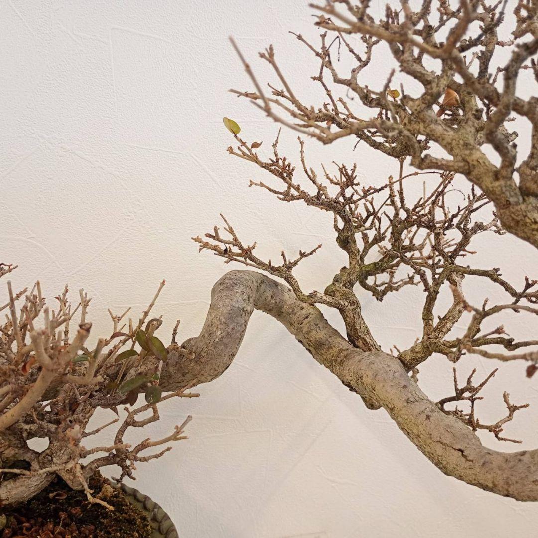 盆栽 イボタ（鉢は古い中国の鉢）樹高鉢底より約35cm