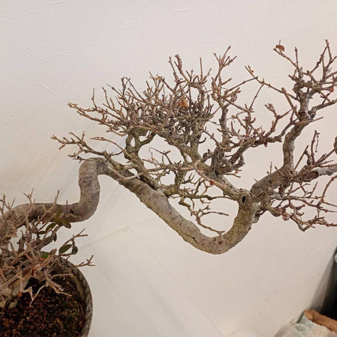 盆栽 イボタ（鉢は古い中国の鉢）樹高鉢底より約35cm