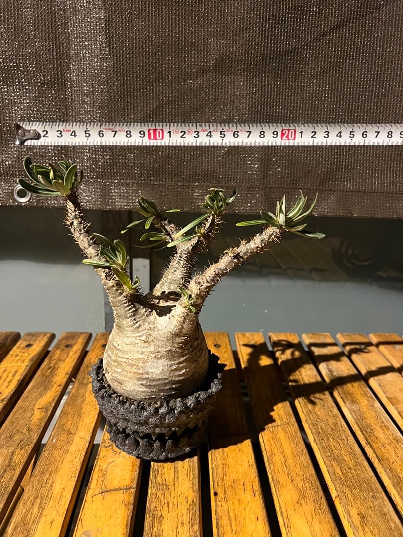 パキポディウムグラキリス【発根済】鉢付き