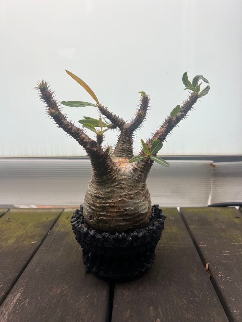 パキポディウムグラキリス【発根済】鉢付き