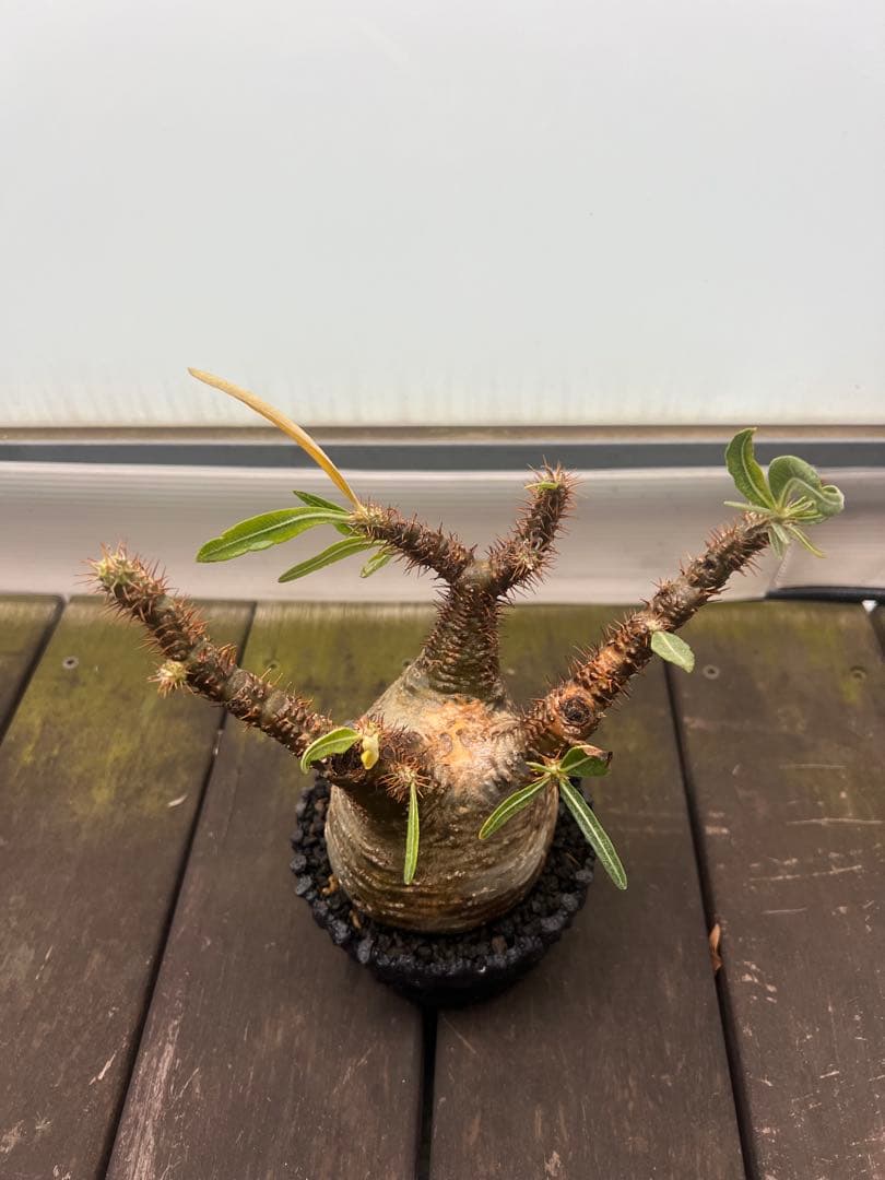 パキポディウムグラキリス【発根済】鉢付き