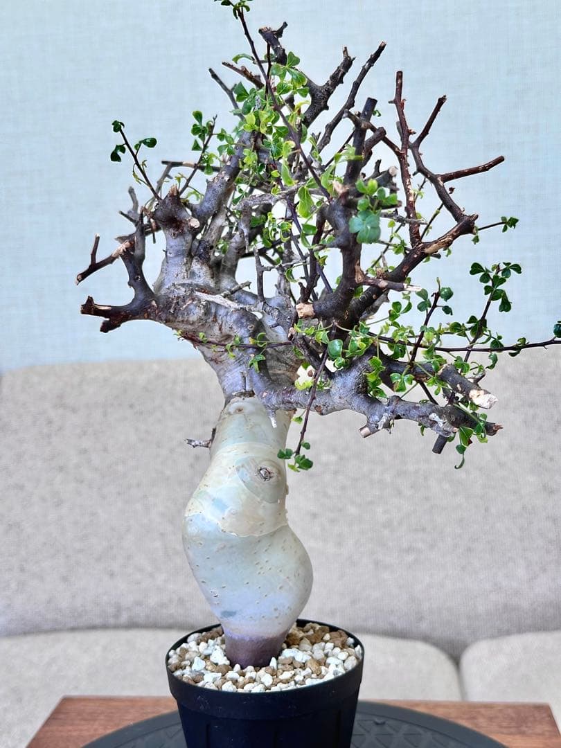 コミフォラ ピュアカタフ ソマリア産 コレクション 多枝