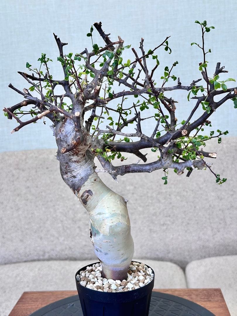 コミフォラ ピュアカタフ ソマリア産 コレクション 多枝