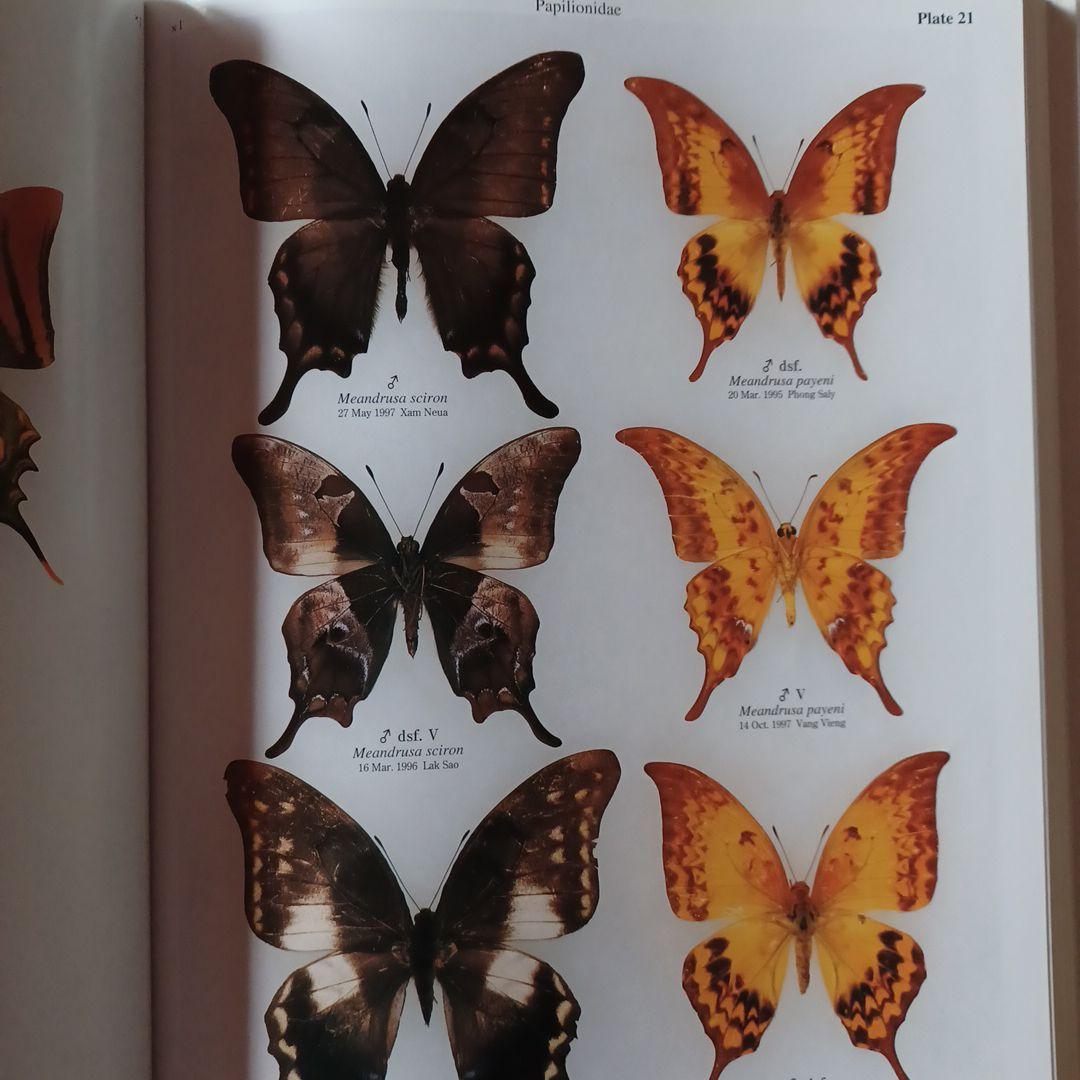 蝶の本　ラオス蝶類図譜