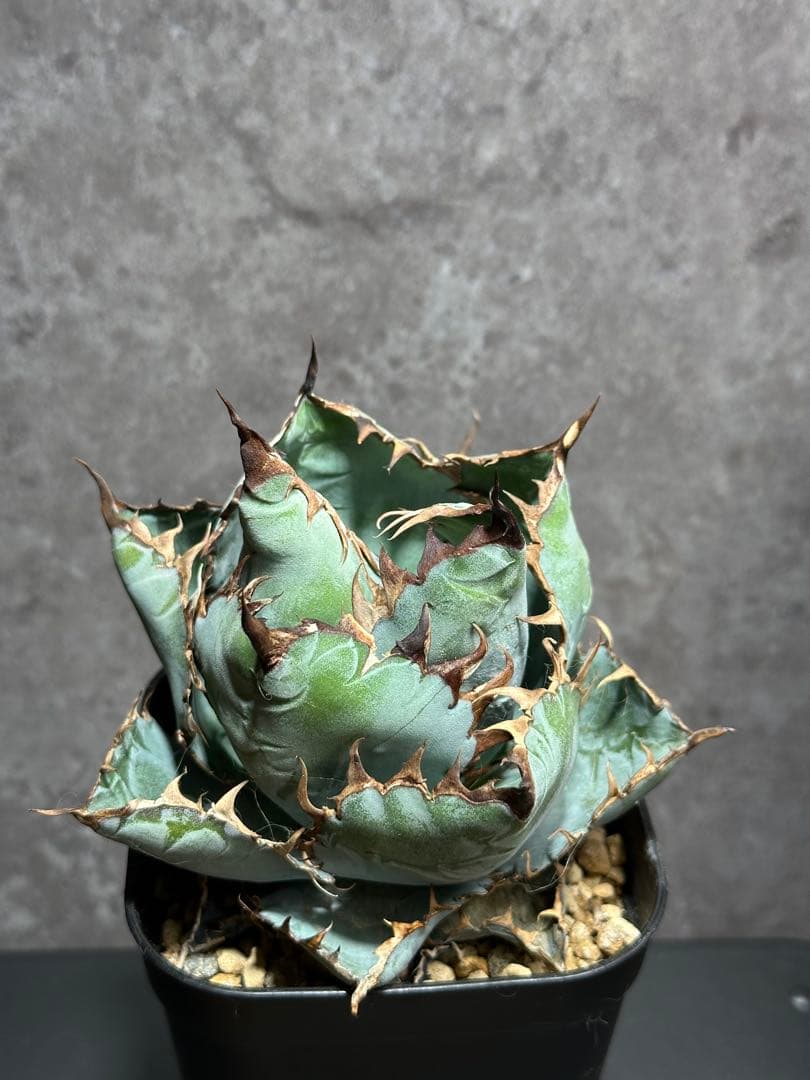 チタノタブルー　ボールタイプ