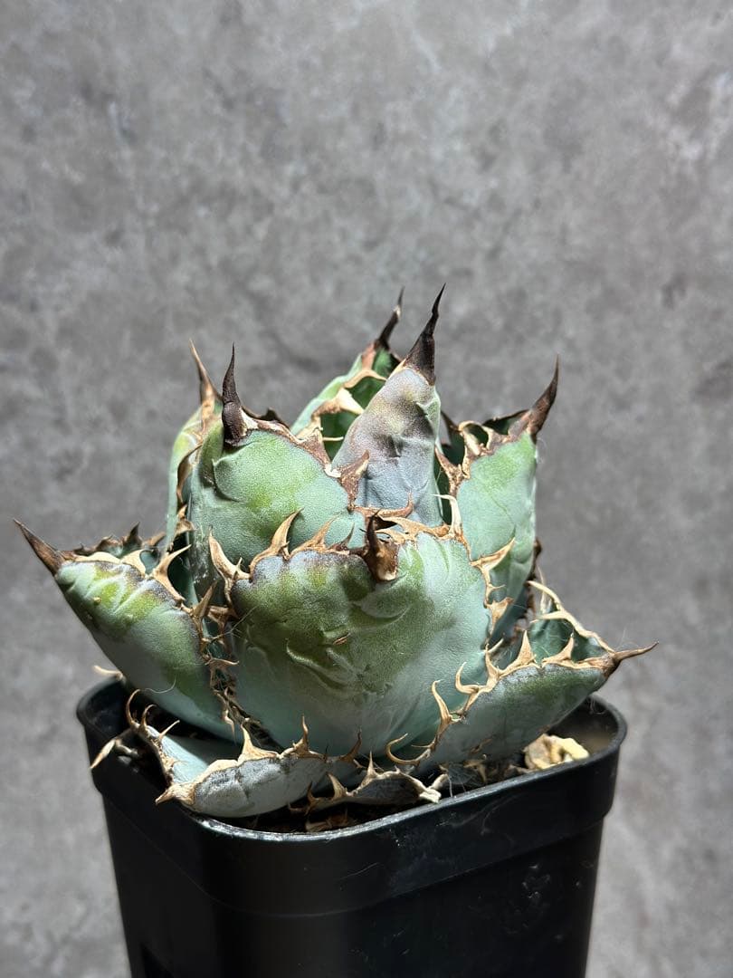 チタノタブルー　ボールタイプ