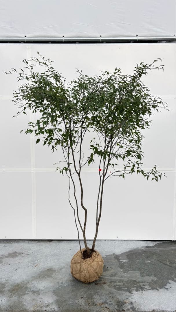 美しい樹形が魅力的 山採り ハイノキ 株立 709 樹高1.8m位 高級樹