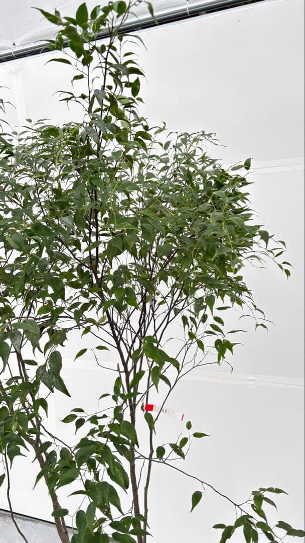 美しい樹形が魅力的 山採り ハイノキ 株立 709 樹高1.8m位 高級樹