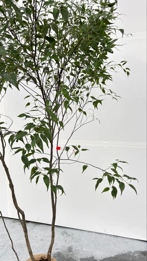 美しい樹形が魅力的 山採り ハイノキ 株立 709 樹高1.8m位 高級樹