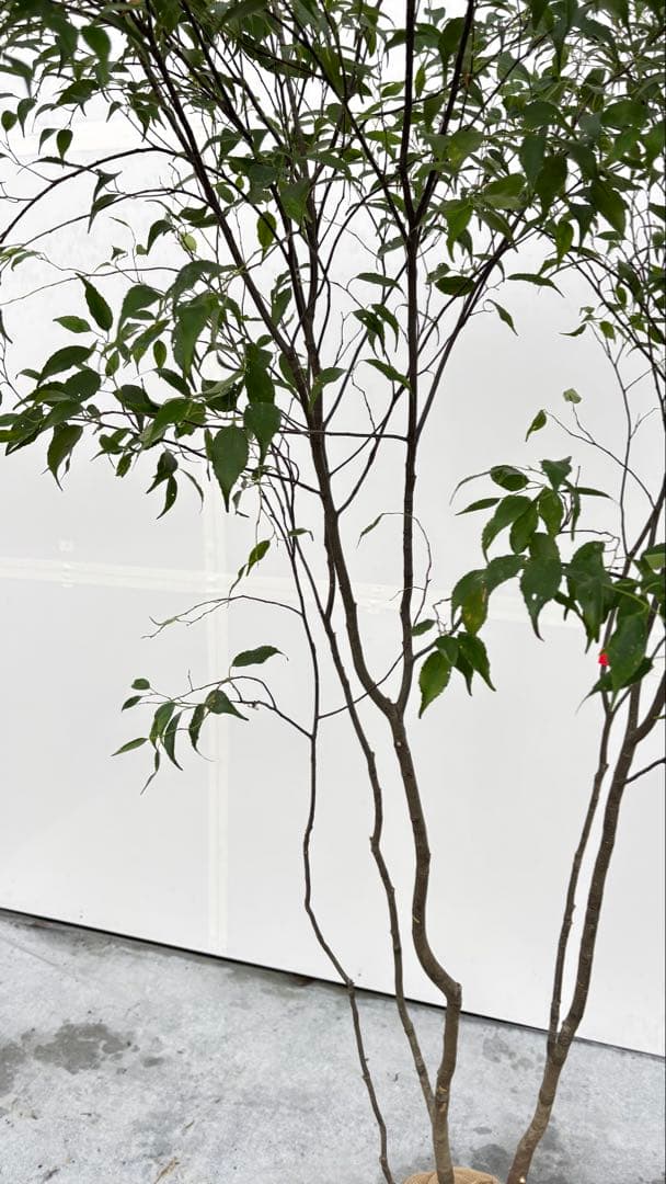 美しい樹形が魅力的 山採り ハイノキ 株立 709 樹高1.8m位 高級樹