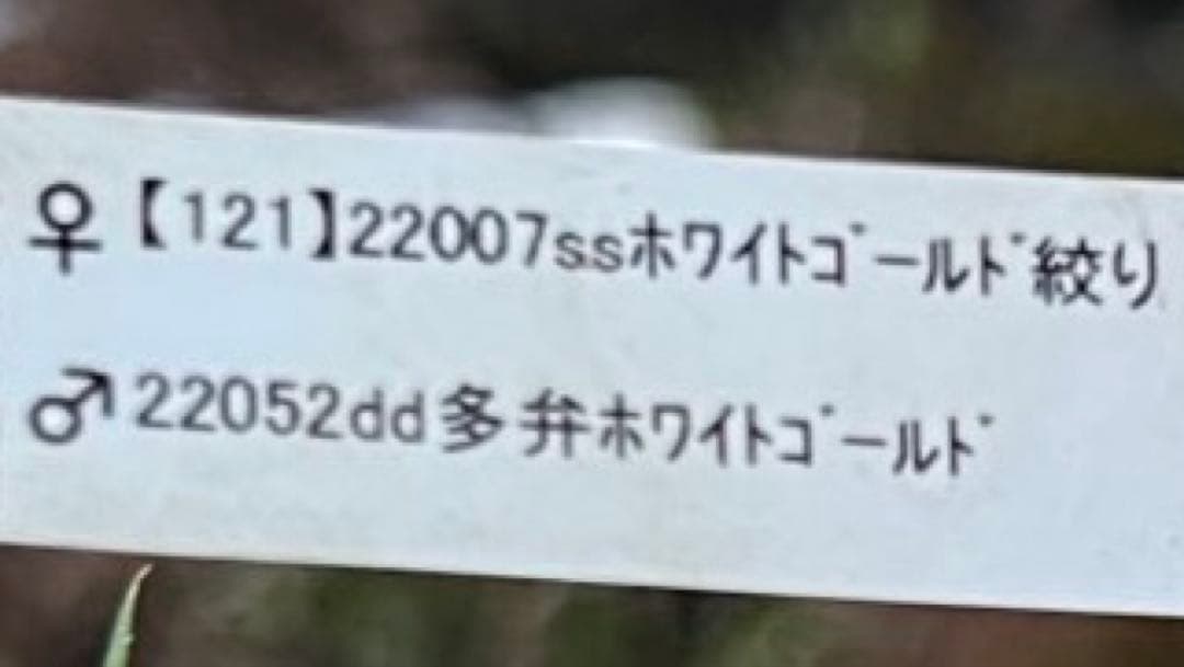 加藤農園　クリスマスローズ　両面絞り　ゴールド　sd 開花株