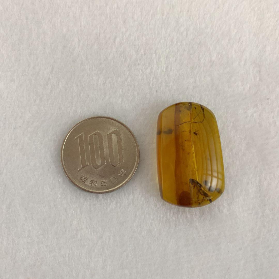 アンバー 琥珀  昆虫 コレクション 天然石 虫入り ゴキブリ 価値上がる 宝石