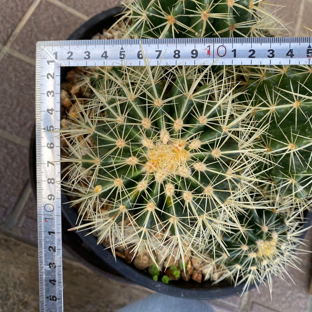 サボテン 約20cm 金鯱　キンシャチ　エキノカクタス　ドライガーデン