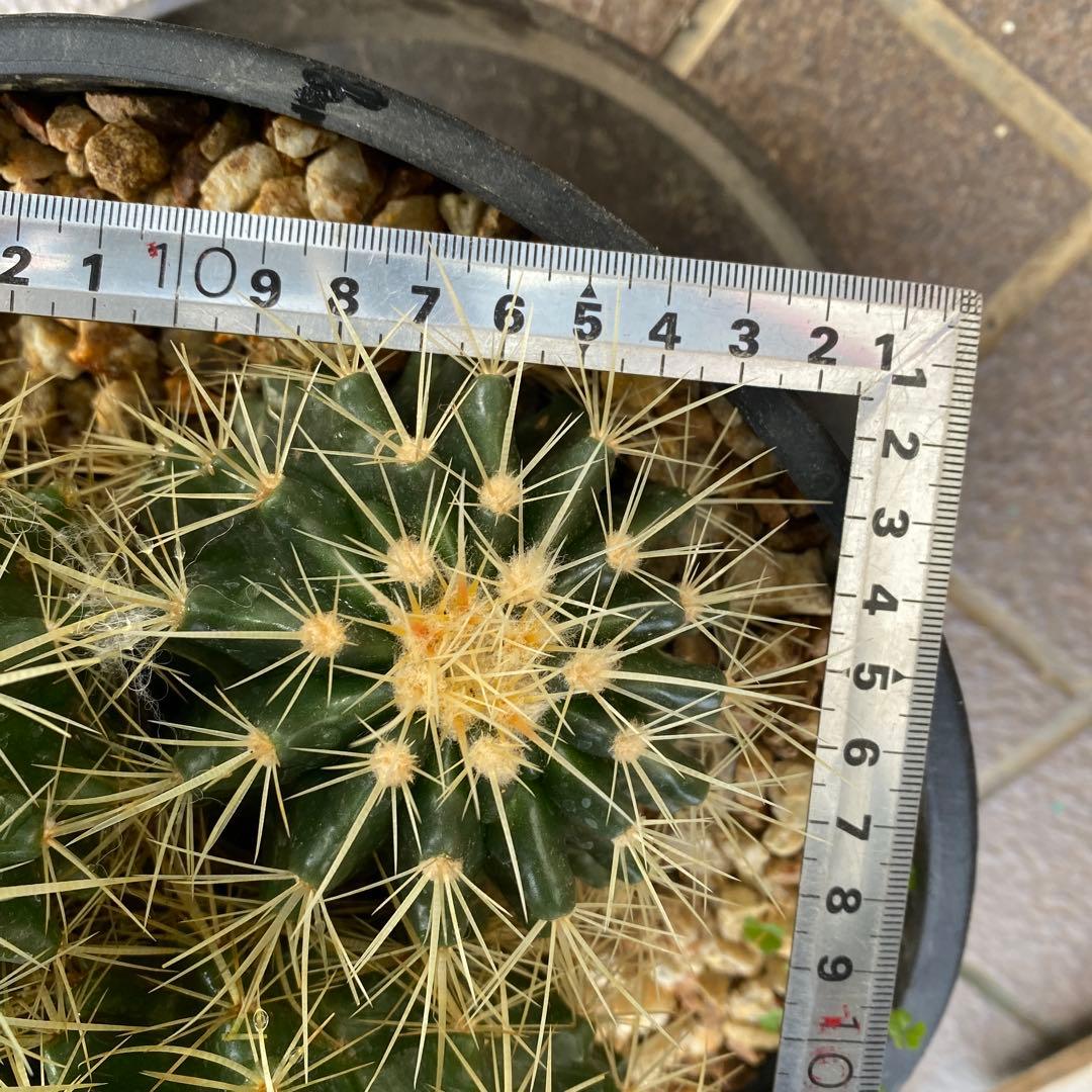 サボテン 約20cm 金鯱　キンシャチ　エキノカクタス　ドライガーデン