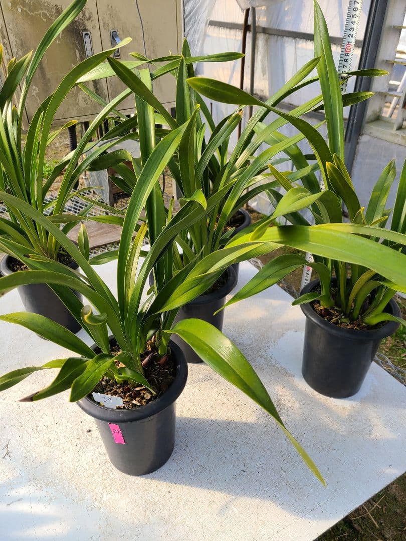 ゆ*ず様 フォアゴットンフルーツ。花芽合計19個。5鉢セット。蜜蜂誘引蘭。シンビ