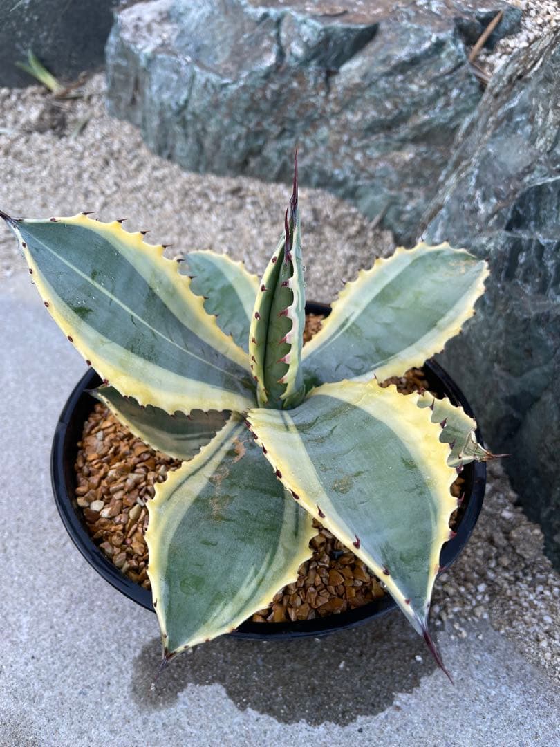 アガベ　リップルエフェクト