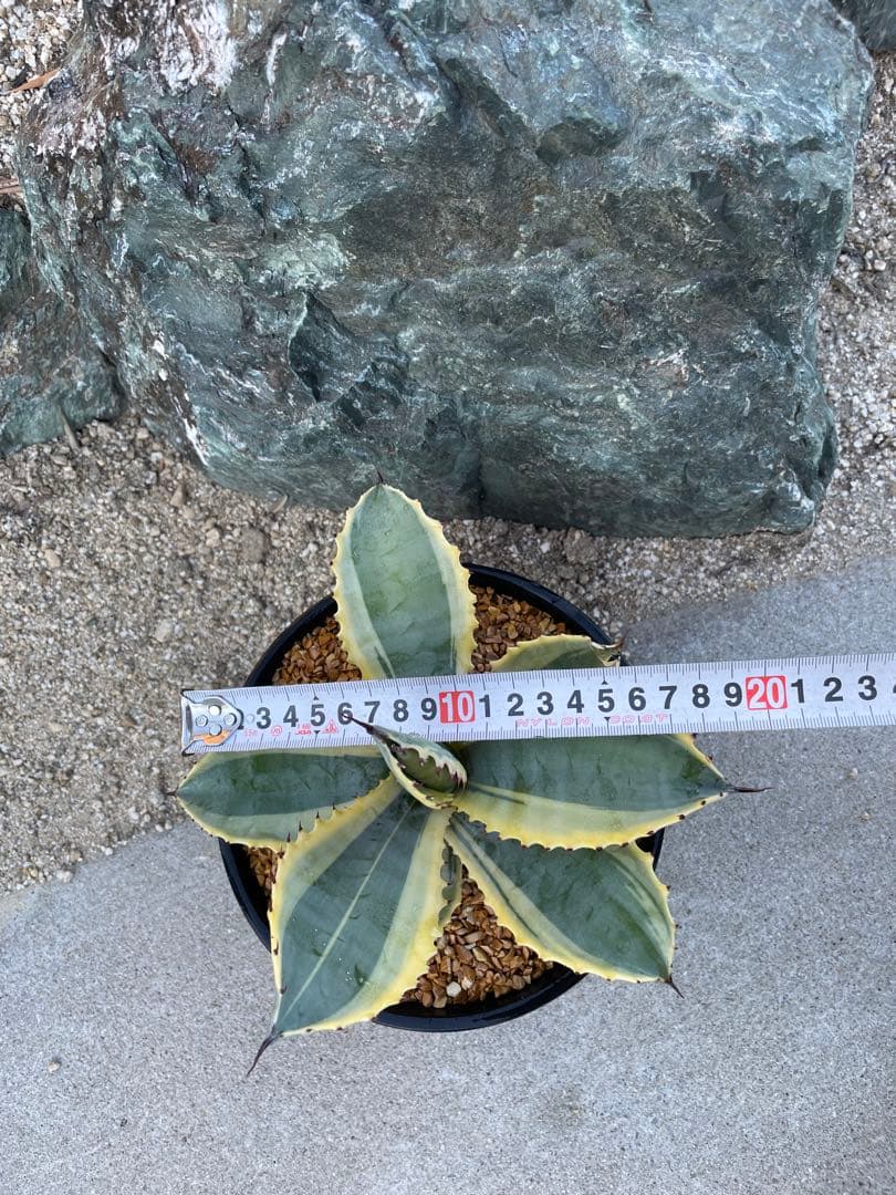 アガベ　リップルエフェクト