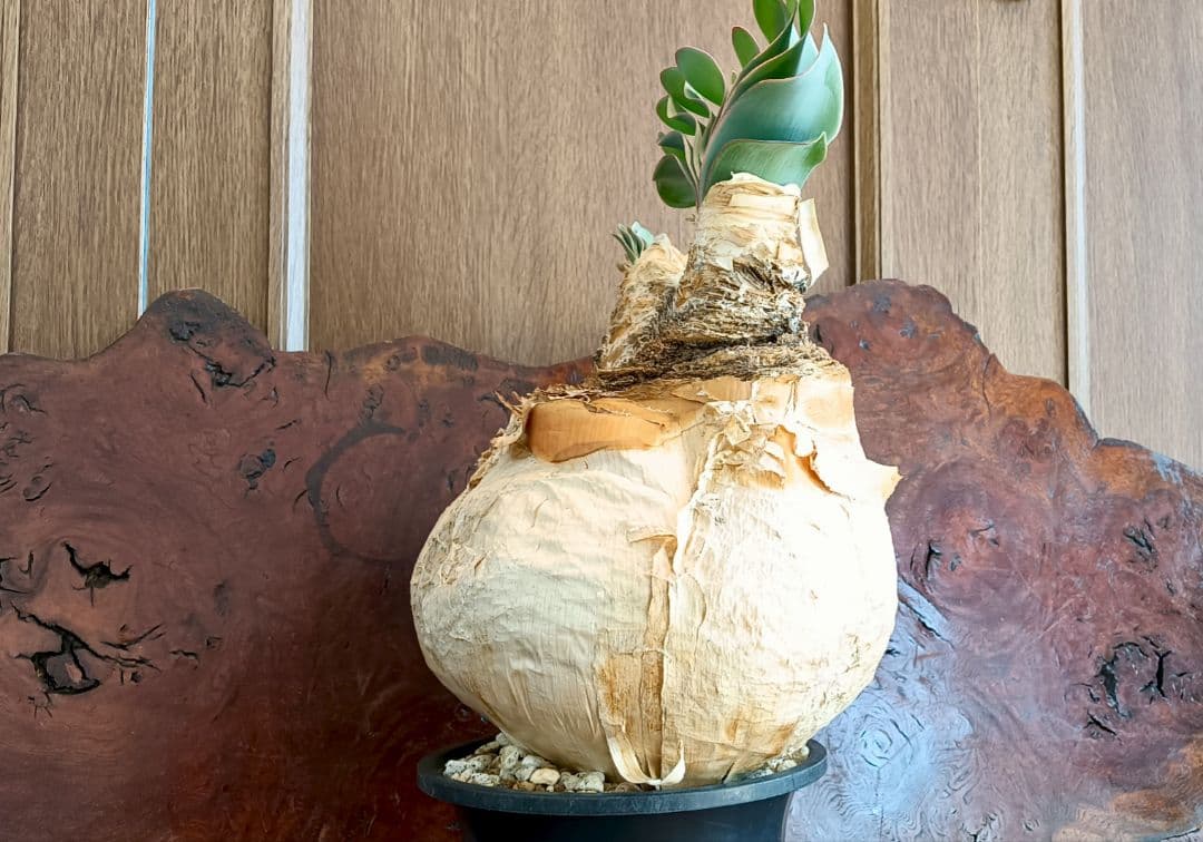 2頭　ブーファン　ハエマンソイデス　ハエマントイデス