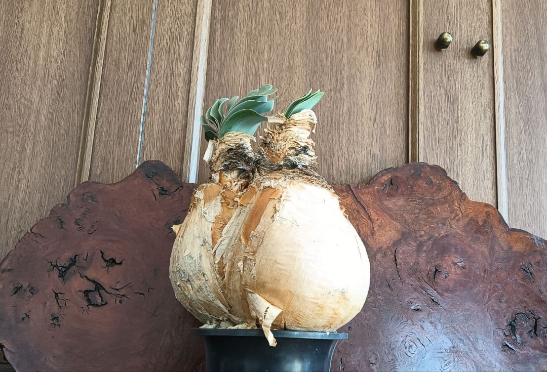 2頭　ブーファン　ハエマンソイデス　ハエマントイデス