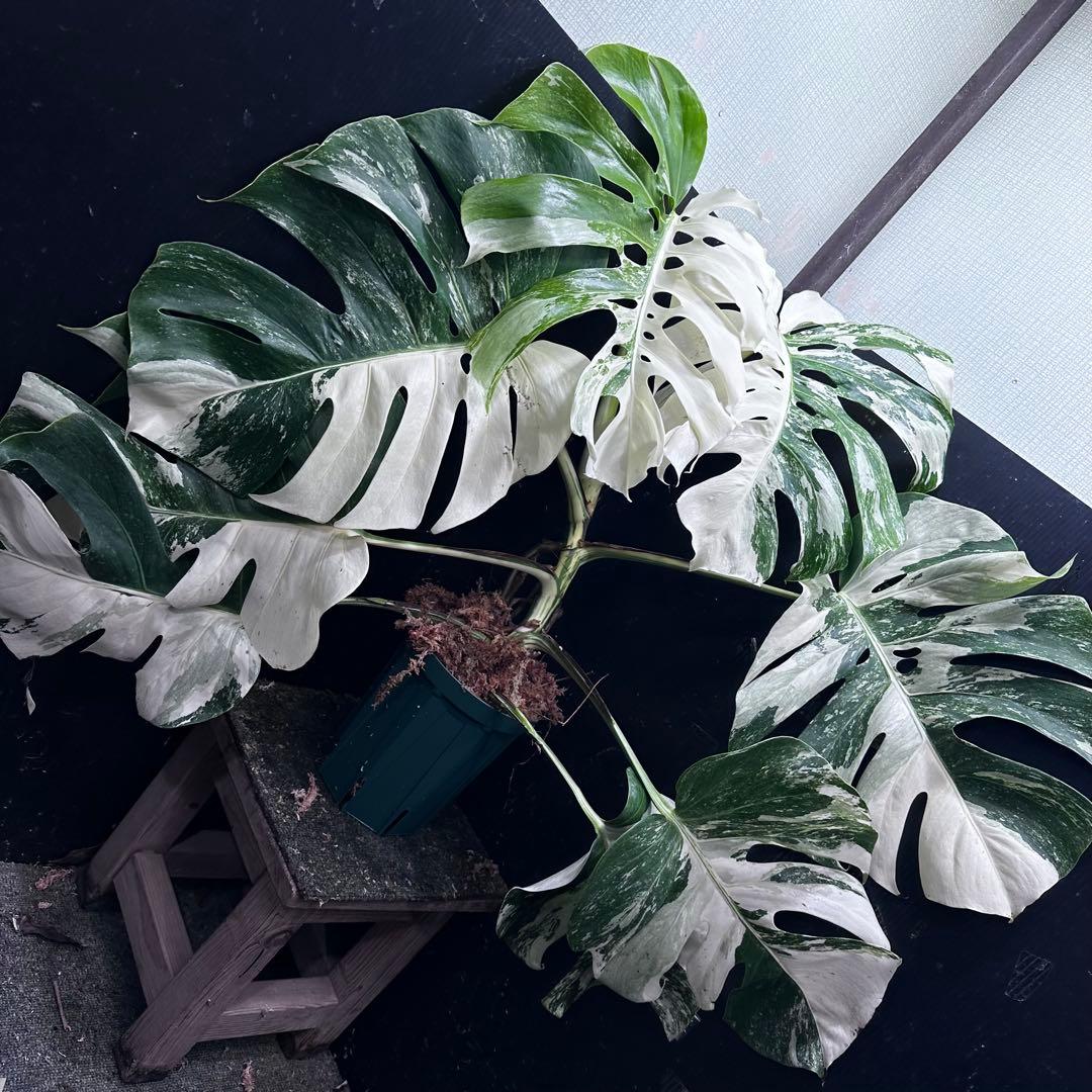 斑入りモンステラ ホワイトタイガー極美大株69cm白斑多