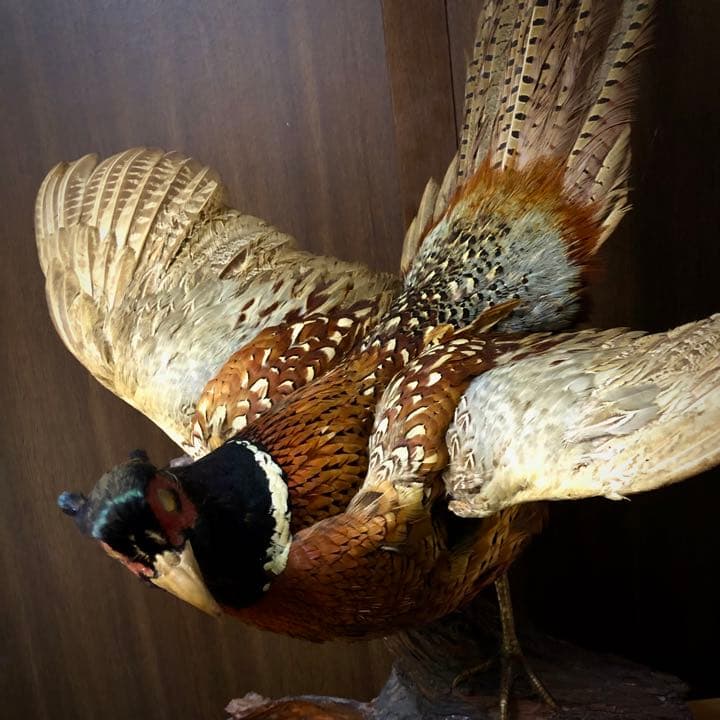 雉 コウライキジ 鳥 剥製 骨董品 芸術品 因縁物