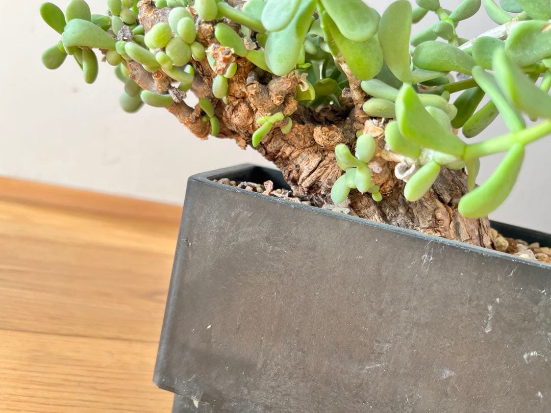 ケラリア　ピグマエア