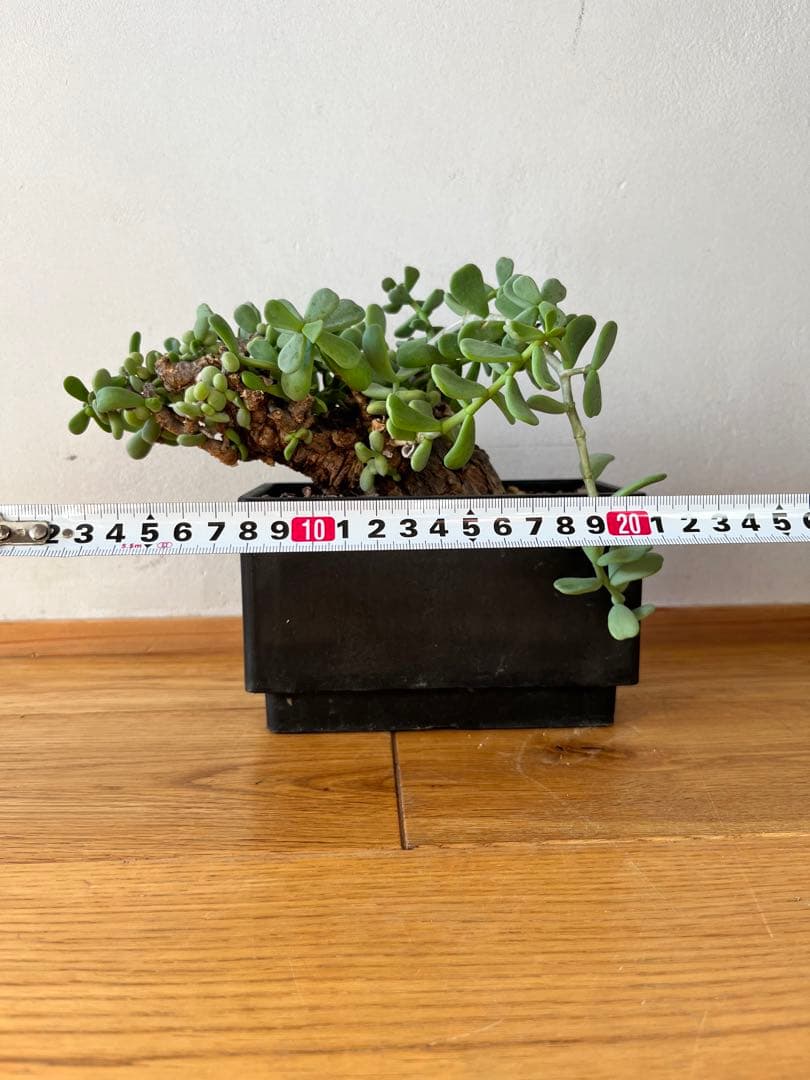 ケラリア　ピグマエア