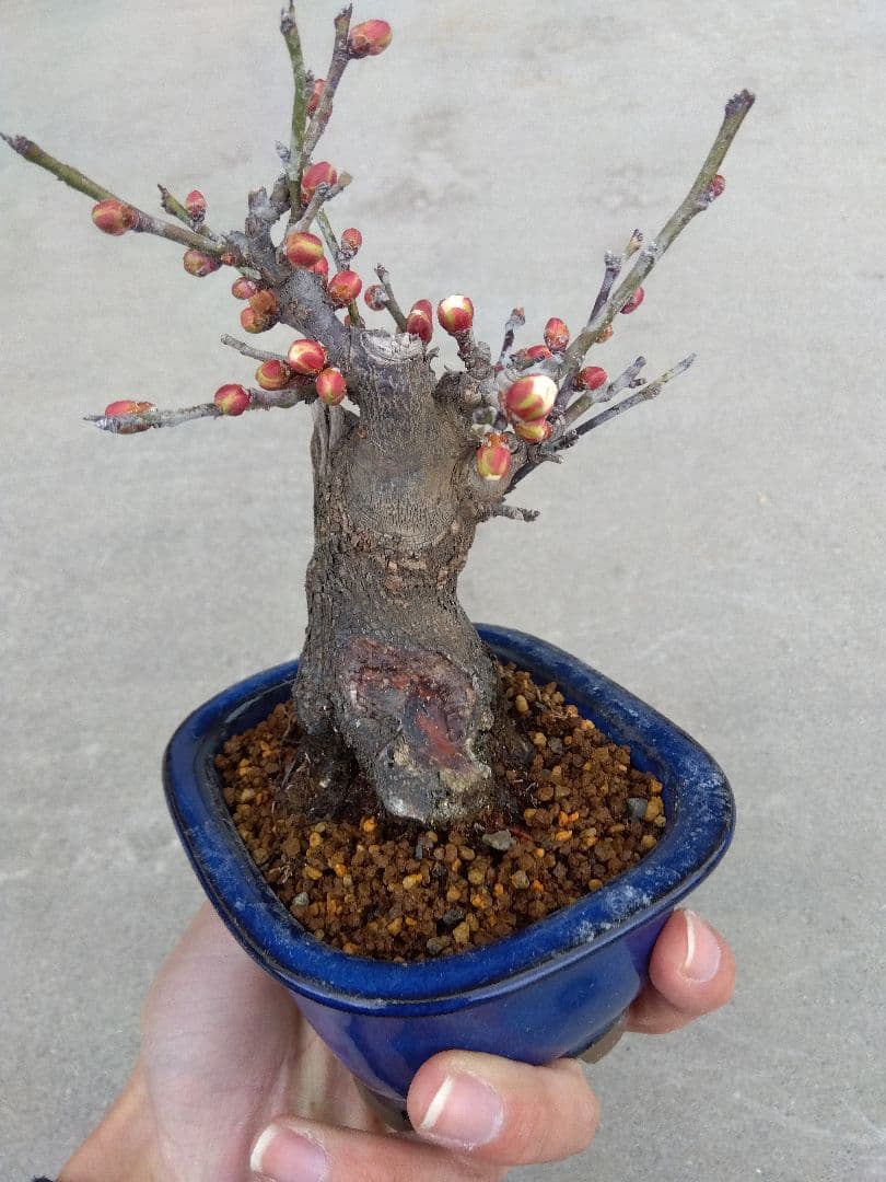 野梅　盆栽　4号陶器鉢つき　コンパクト造り込み個体❗　い
