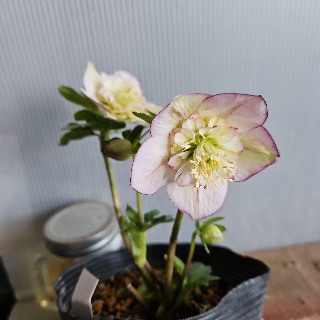 ★謙信様ご購入苗㉖-468㉖-481クリスマスローズ