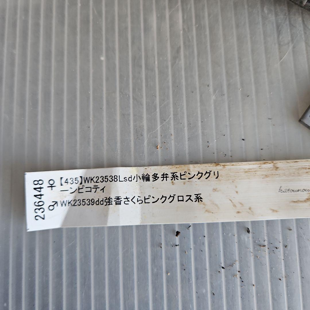 ★謙信様ご購入苗㉖-468㉖-481クリスマスローズ