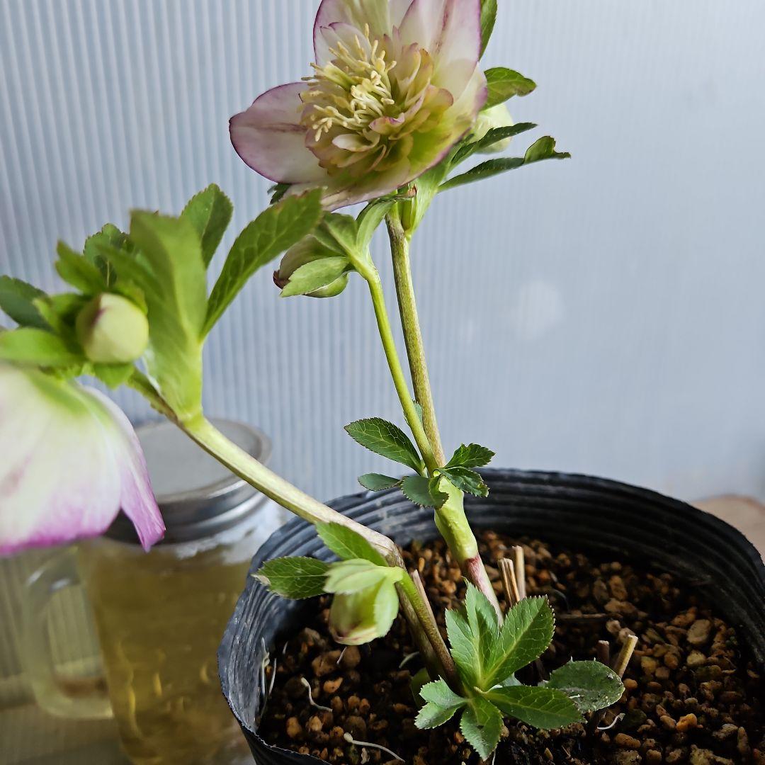 ★謙信様ご購入苗㉖-468㉖-481クリスマスローズ