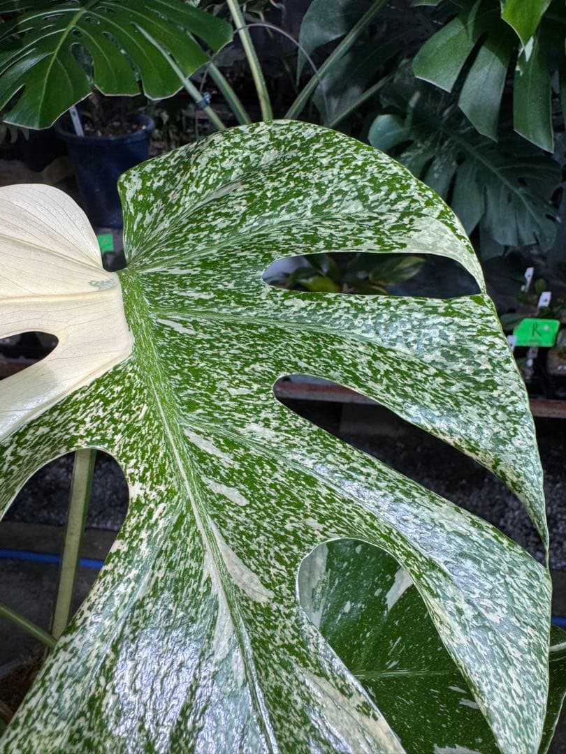 ご*ら様 2-1モンステラ　タイコンステレーション　スターライト