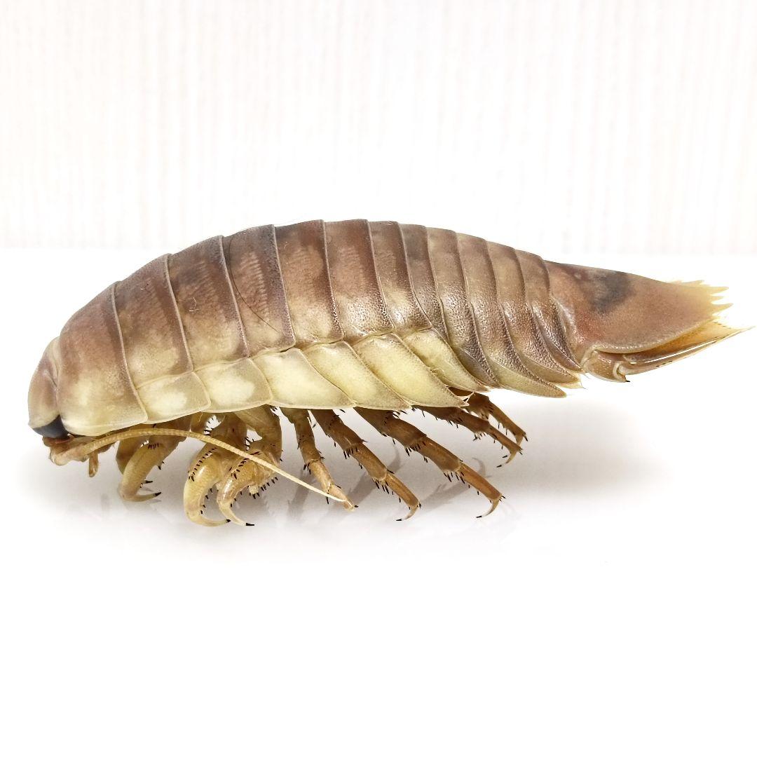 【1点物】乾燥・色彩保存標本 オオグソクムシ