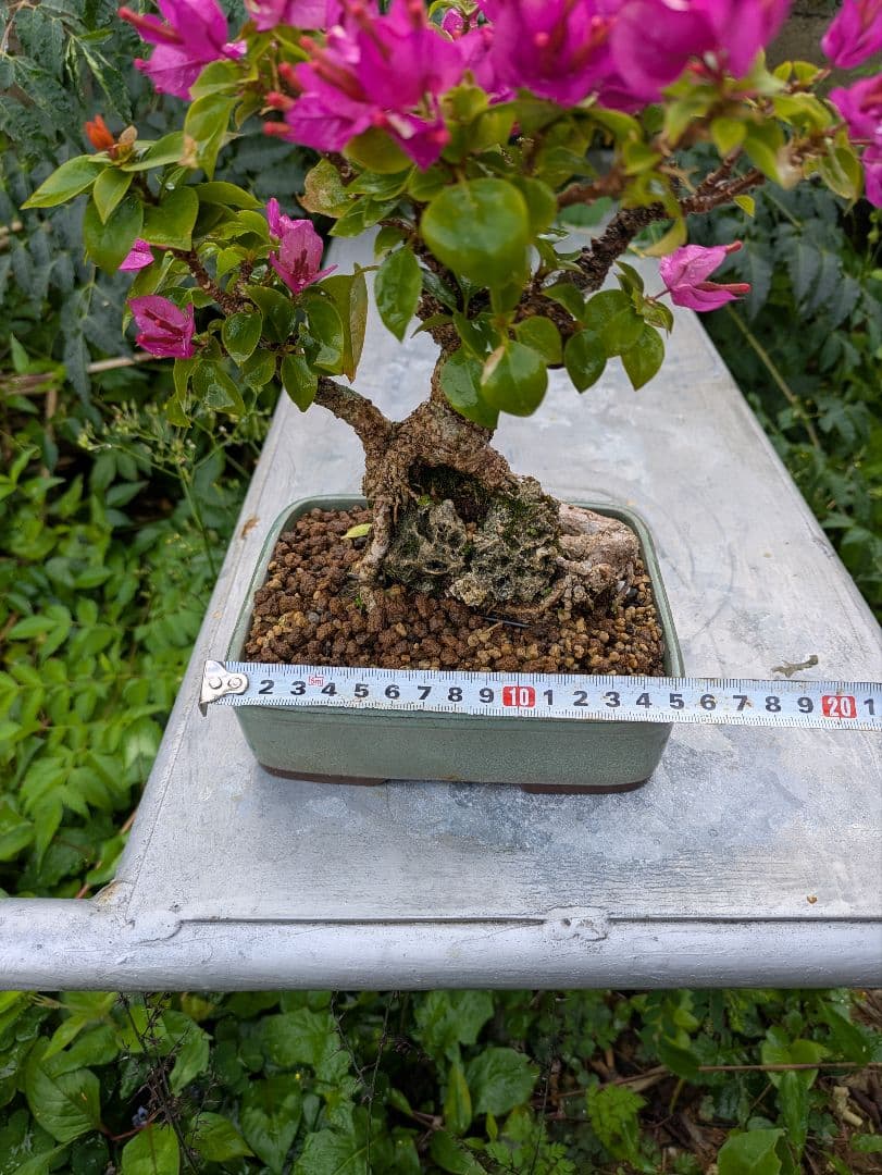 ブーゲンビリア盆栽 ピンク 花　石付き