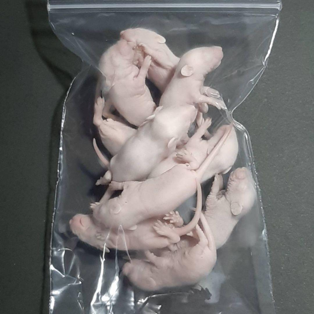 国産冷凍マウス ピンクL 100匹(送料無料一部地域発送不可)