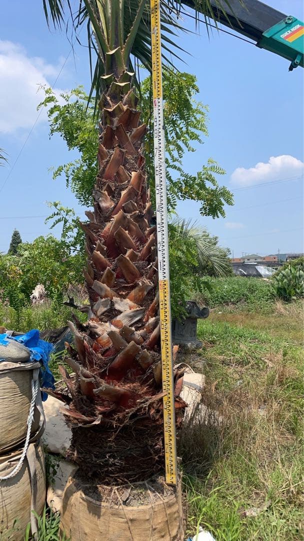 ワシントンヤシ 極太