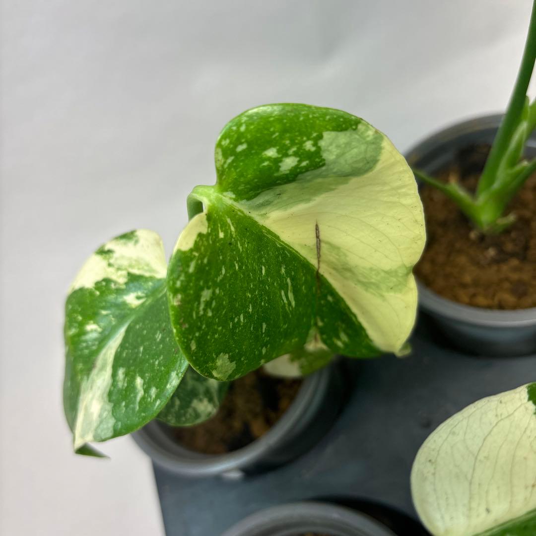 ぷ*慎様 10株セットms35【特別選抜】モンステラ・タイコンステレーション 斑