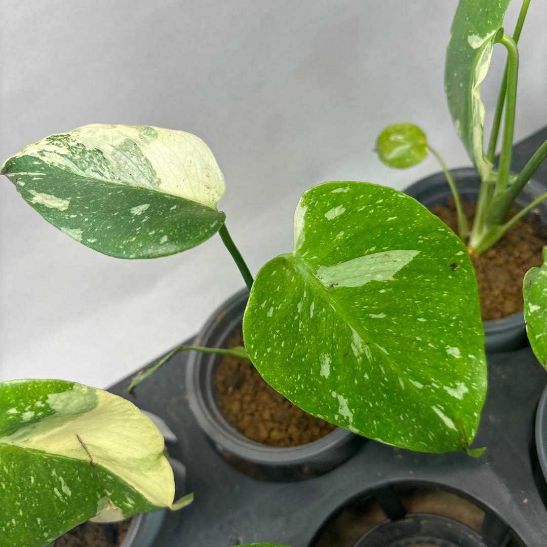 ぷ*慎様 10株セットms35【特別選抜】モンステラ・タイコンステレーション 斑