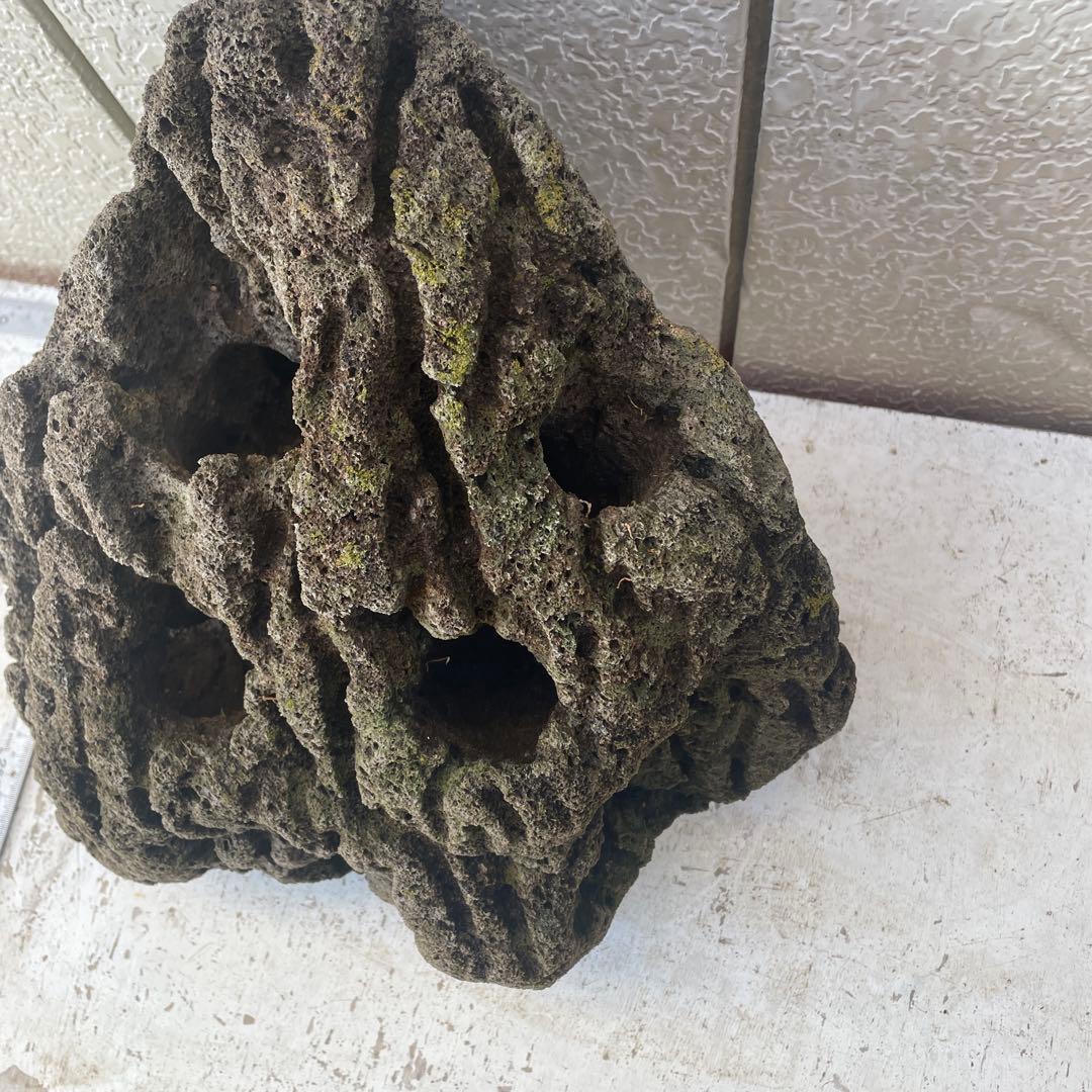 Kevin　雲山石 溶岩石鉢　レイアウト穴7個　水抜き穴あり