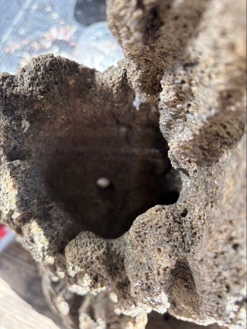 Kevin　雲山石 溶岩石鉢　レイアウト穴7個　水抜き穴あり