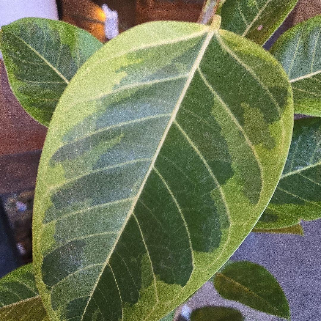 ②　フィカス　アルテシマ　曲がり仕立て8号　特大苗木最高等級極上品‼️