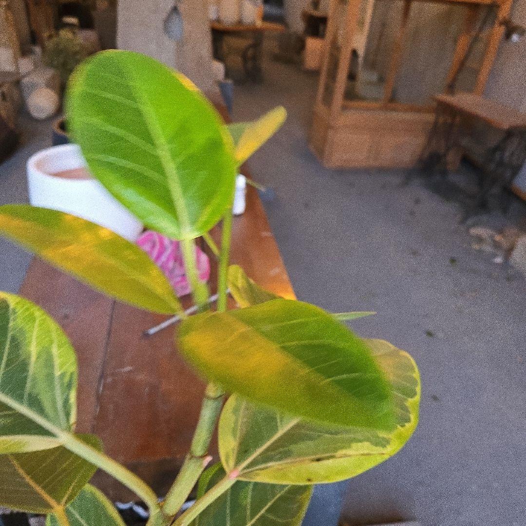 ②　フィカス　アルテシマ　曲がり仕立て8号　特大苗木最高等級極上品‼️