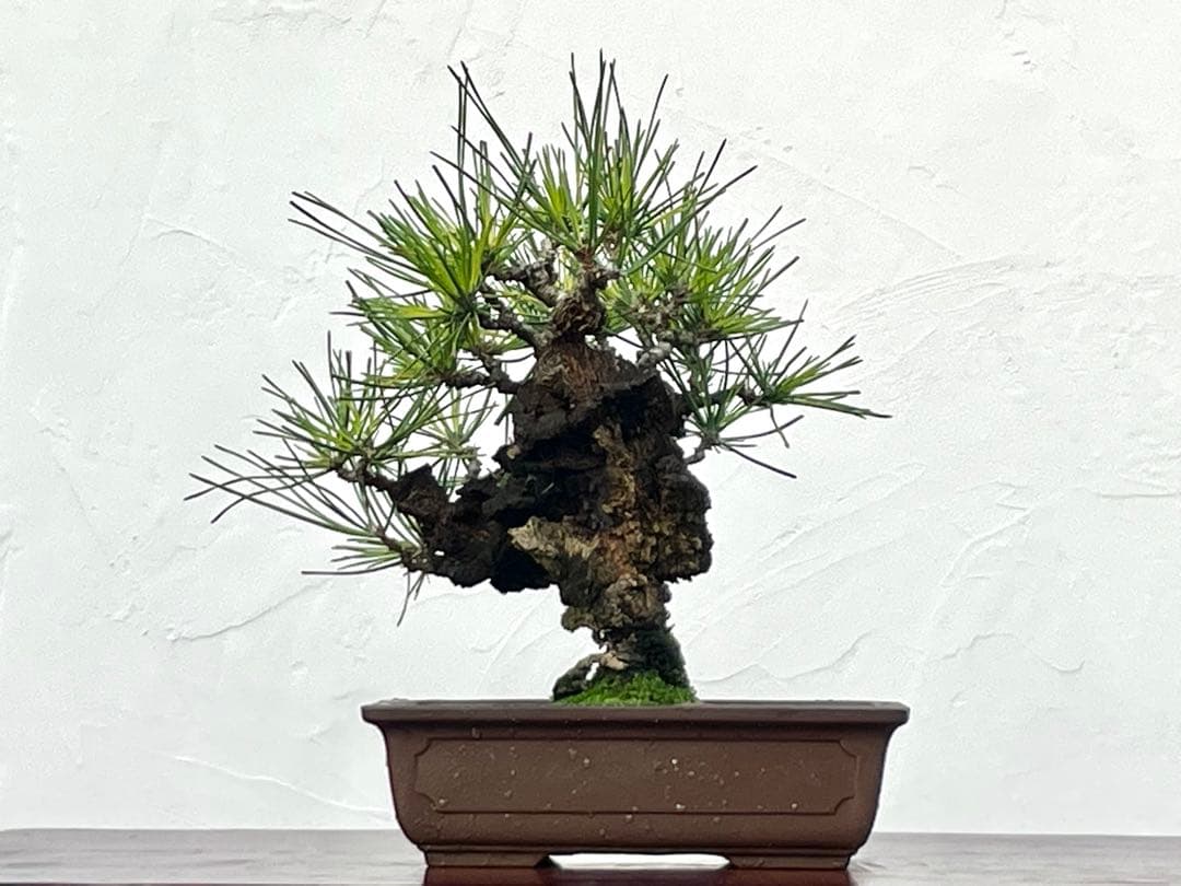 三河盆栽　錦松　盆栽