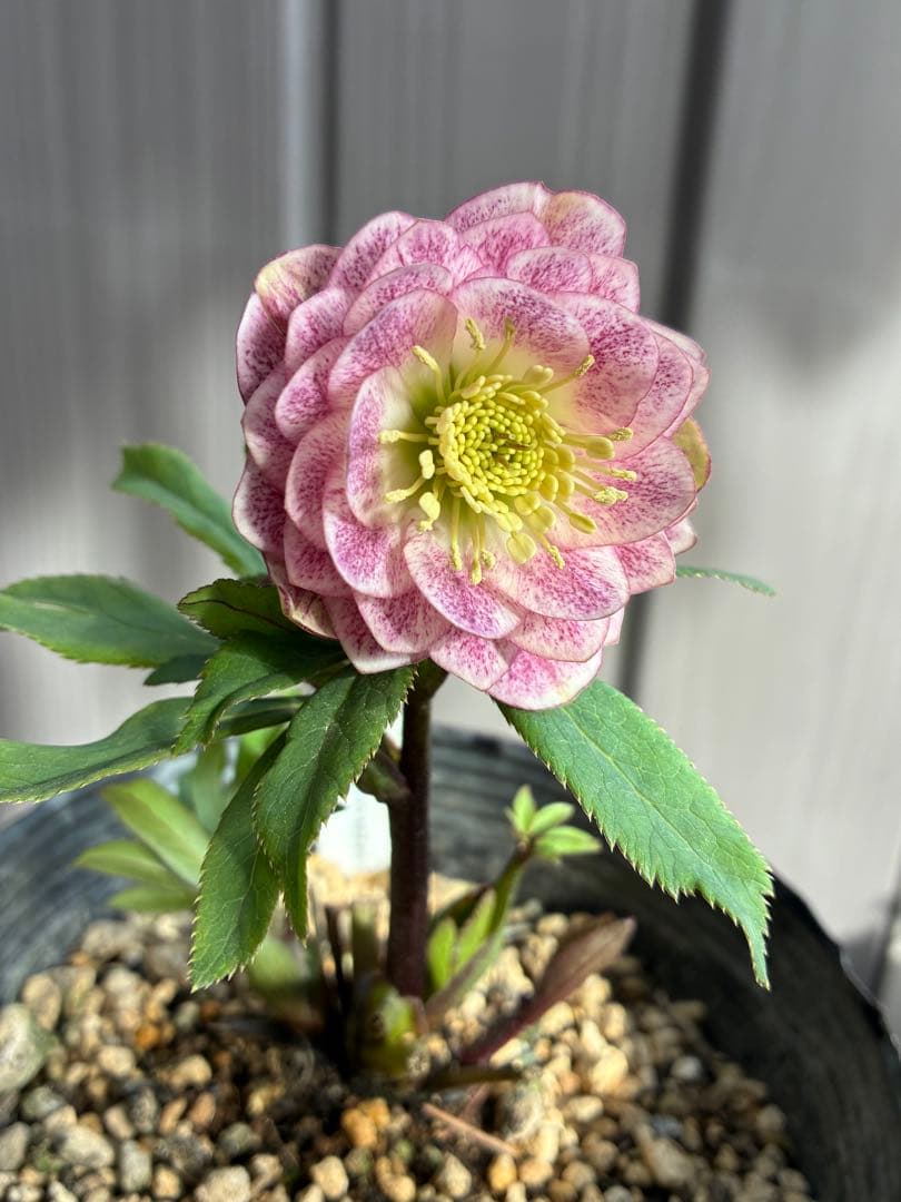 クリスマスローズ♡DDミストピンク