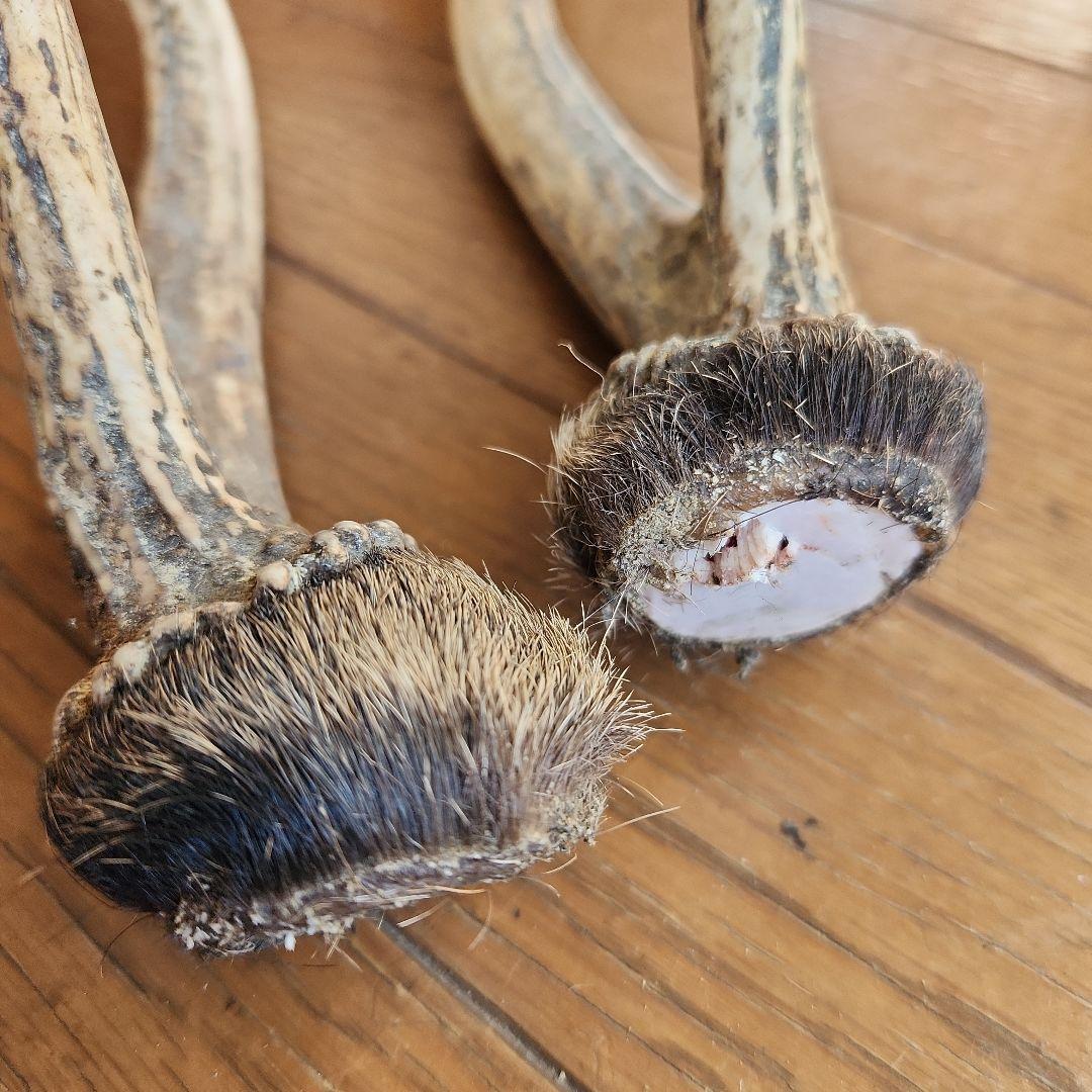 鹿の角 インテリア小物 自然な形状