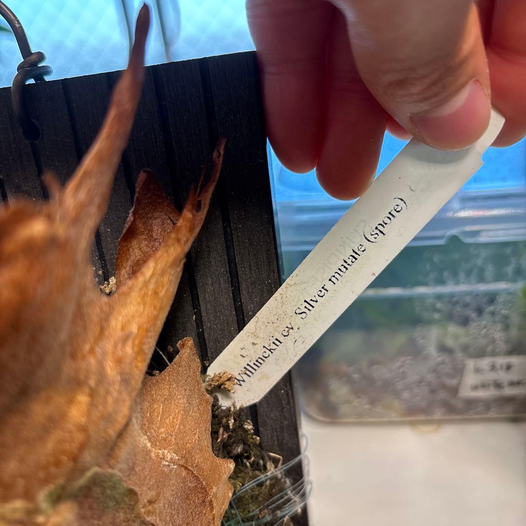 レア　silver mutate spore シルバームタテ　輸入株